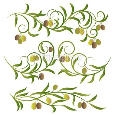 380x380 Olive Branches,vector Illustration . Olive Vector