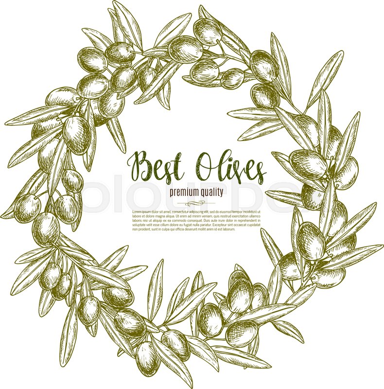 790x800 Green Olive Branches Wreath Vector Poster For Olive Oil Product Or