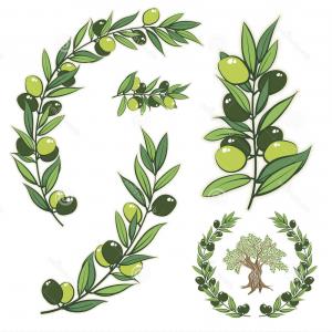 300x300 Stock Illustration Vector Wreath Olive Branch Olive Tree Frame