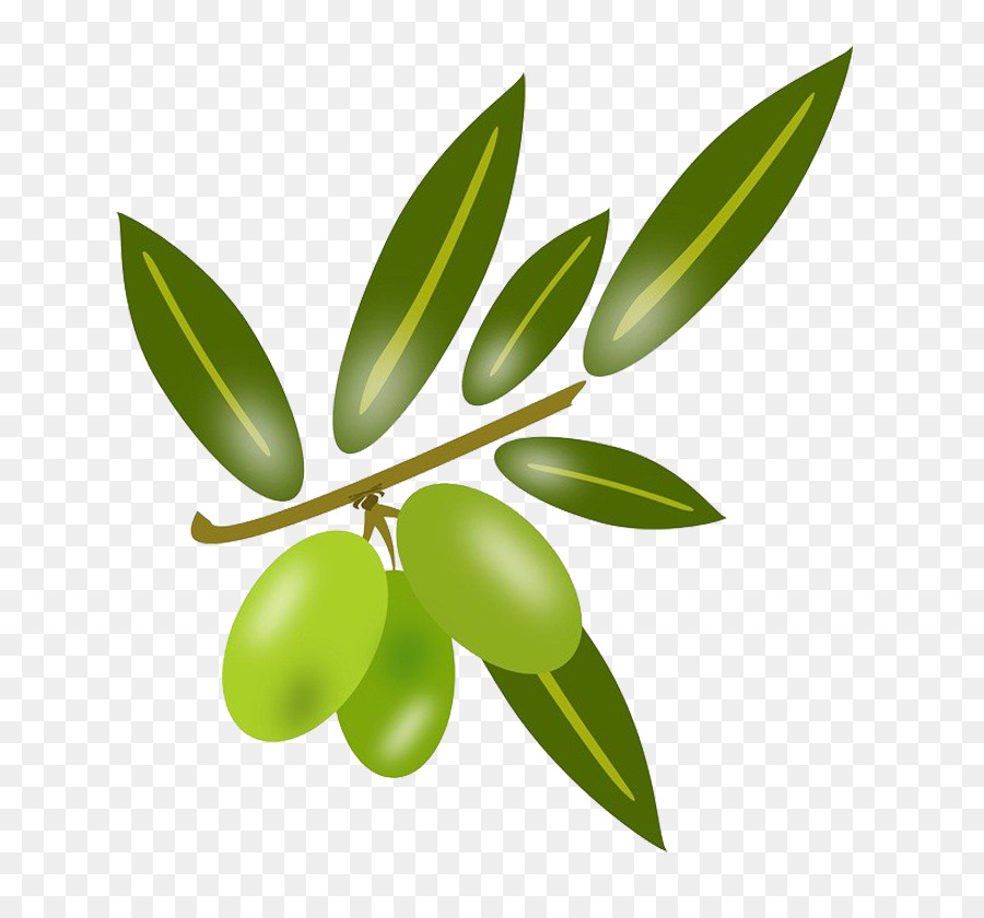 900x840 Olive Leaf Olive Oil Cooking Oil