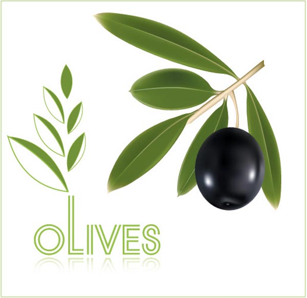 600x581 Olive Oil Vector Labels