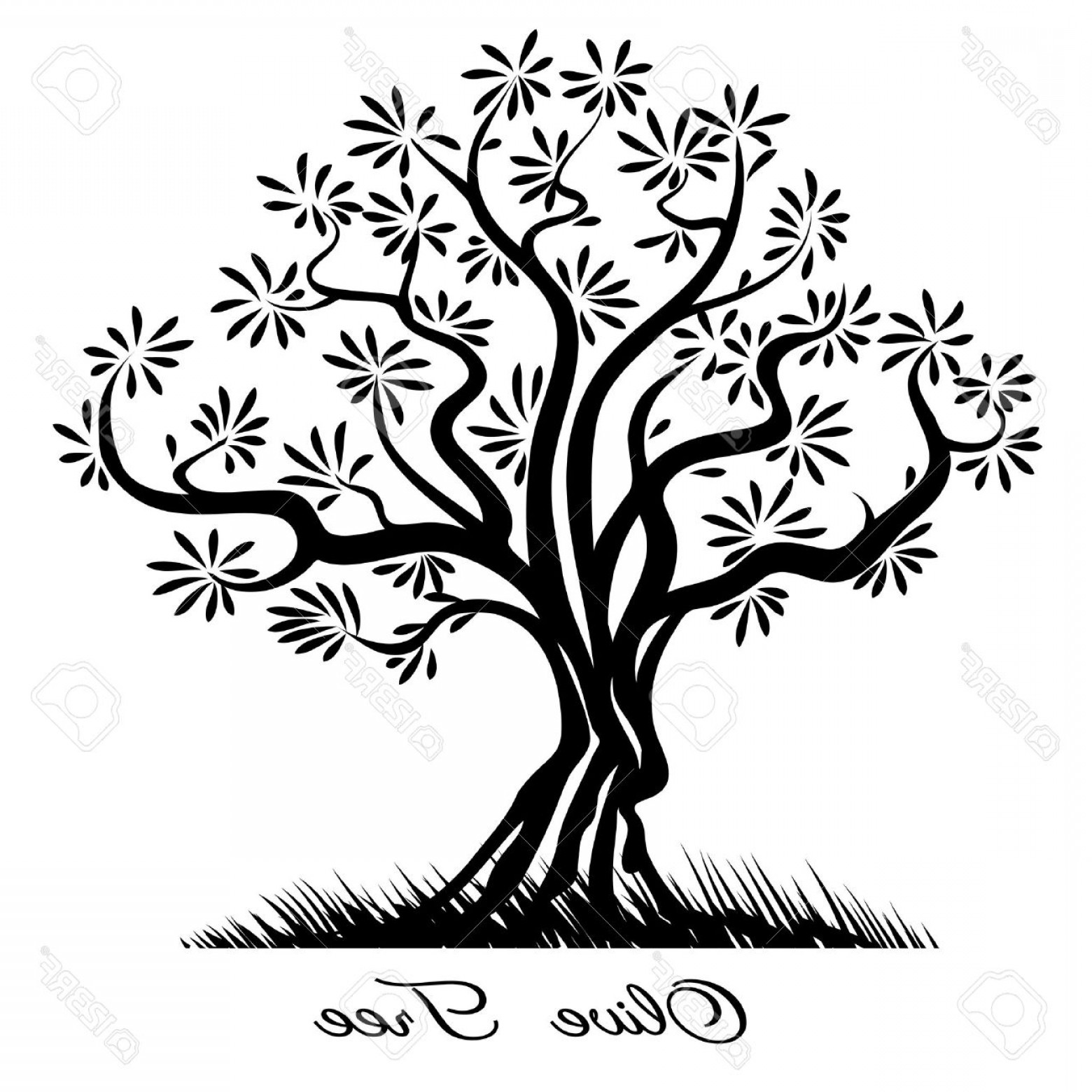 1560x1560 Olive Tree Vector Arenawp