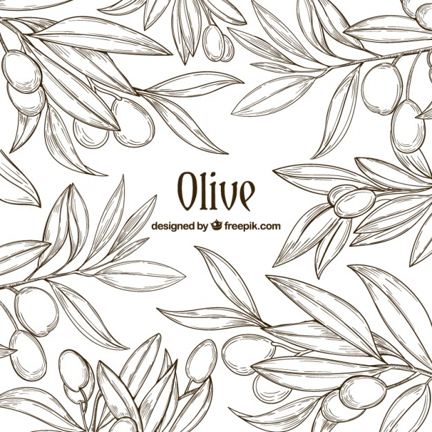 626x626 Olive Tree Vectors, Photos And Psd Files Free Download