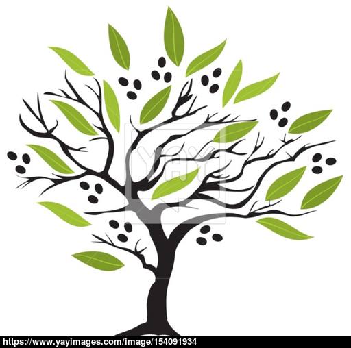 512x508 Olive Tree Vector