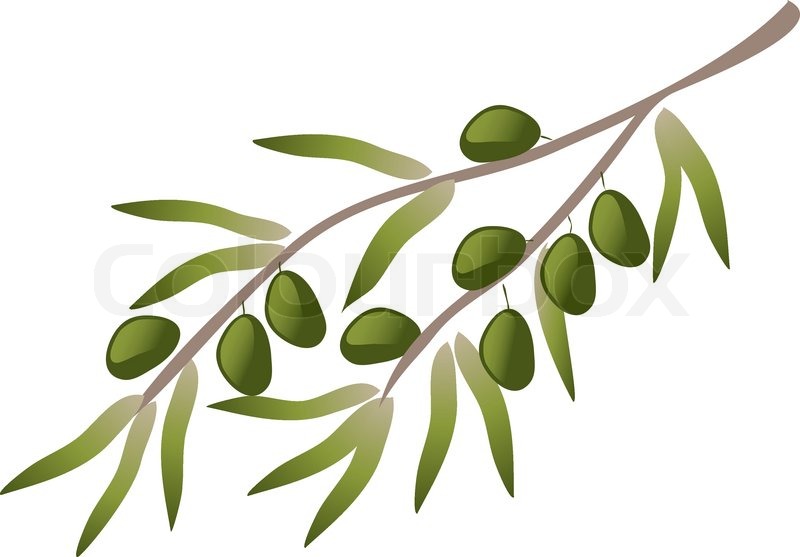 800x557 A Branch Of Olive Tree. Stock Vector Colourbox