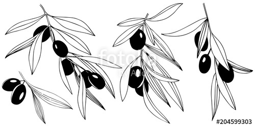 500x250 Olive Tree In A Vector Style Isolated. Full Name Of The Plant