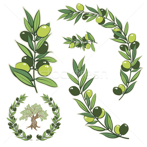 600x600 Olive Tree Vector Stock Vectors, Illustrations And Cliparts