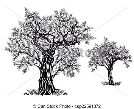 450x368 Olive Trees.