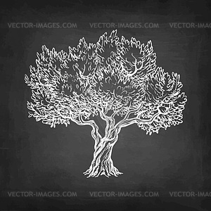 300x300 Chalk Sketch Of Olive Tree