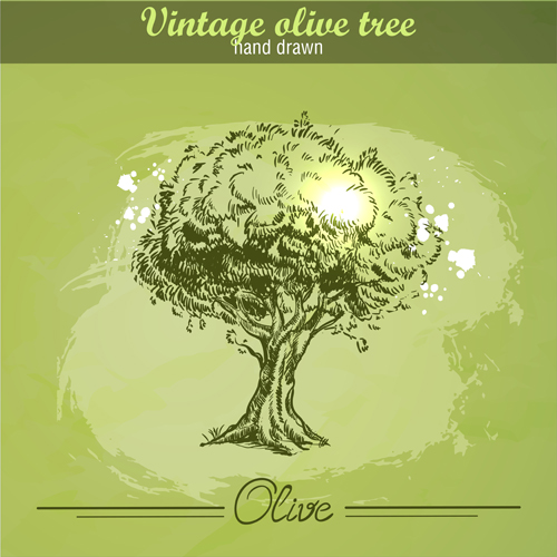 500x500 Vintage Olive Tree Hand Drawn Vector 01 Free Download