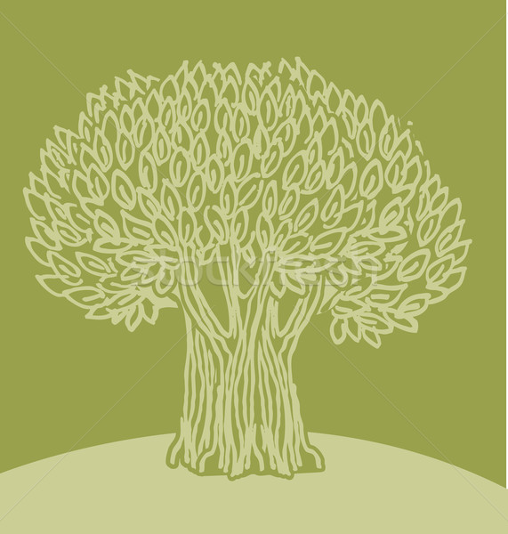 571x600 Olive Tree Vector Illustration G P (Galyna) ( 1631081) Stockfresh