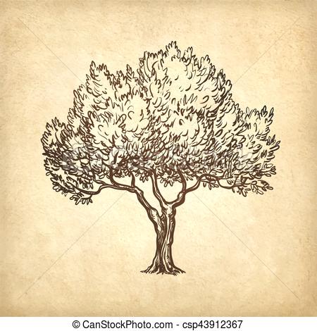 450x470 Hand Drawn Vector Illustration Of Olive Tree On Old Paper... Clip