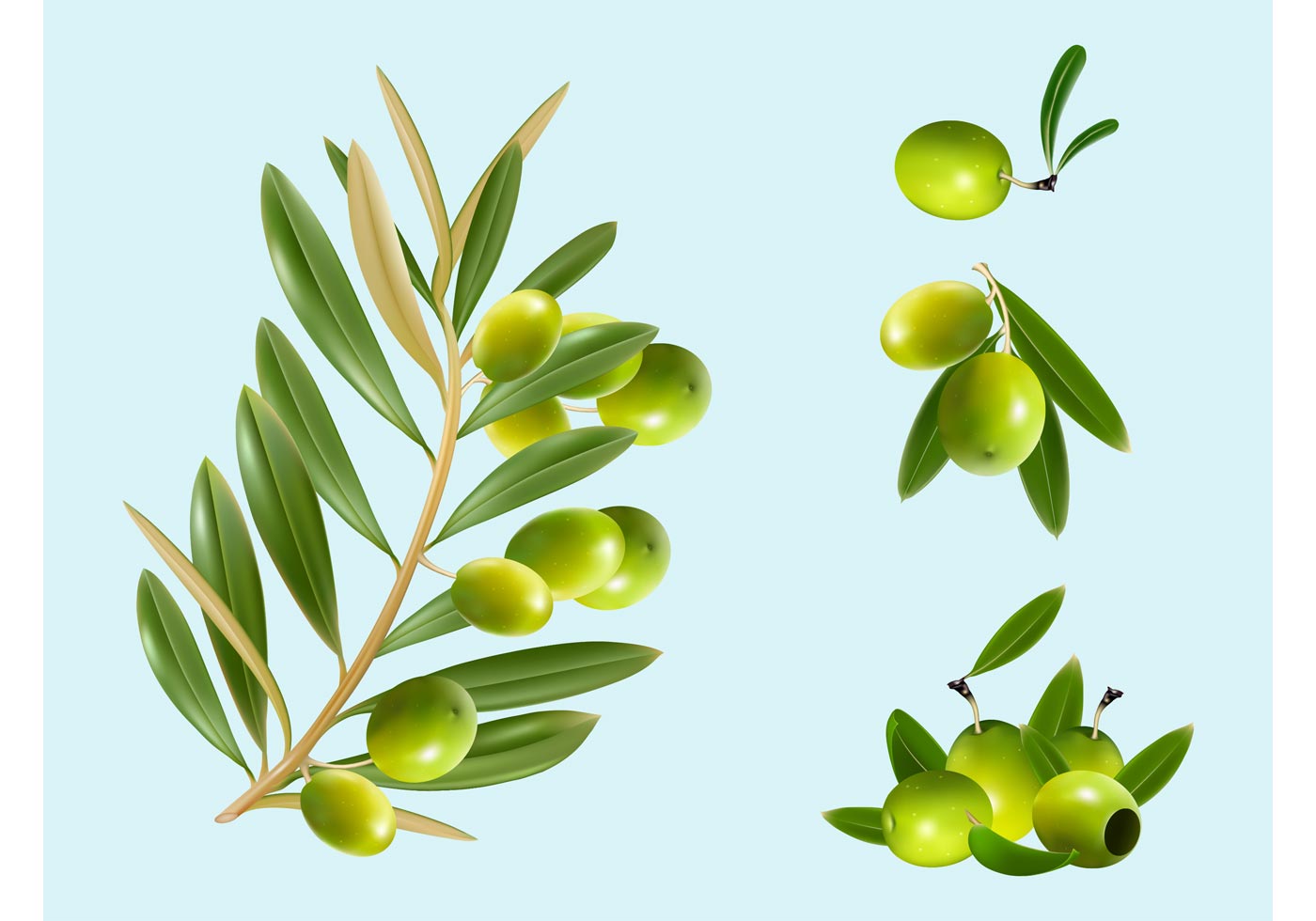 1400x980 Olive Free Vector Art