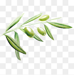 260x261 Olive Leaf Png, Vectors, Psd, And Clipart For Free Download Pngtree