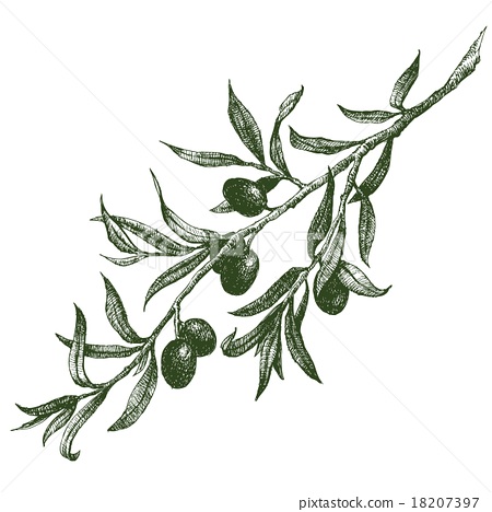 450x468 Olive Branch Vector