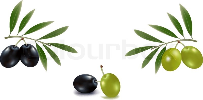 800x397 Photo Realistic Vector Illustration. Green And Black Olives With