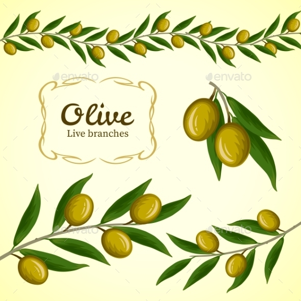 590x590 Vector Collection Of Olive Branch, Green Olives By Oasis15
