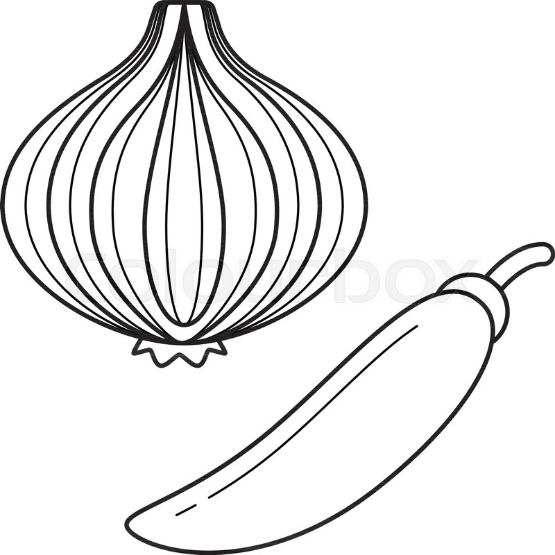 Onion Vector