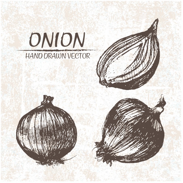 626x626 Onion Vectors, Photos And Psd Files Free Download