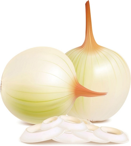 539x600 Onion Vector Free Vector In Encapsulated Postscript Eps ( .eps
