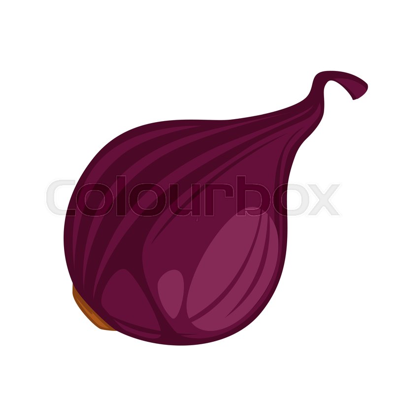 800x800 Whole Red Onion Vector Icon Isolated On White. Kind Of Vegetable