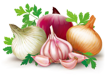 426x312 Garlic With Onions Vector Design Free Download