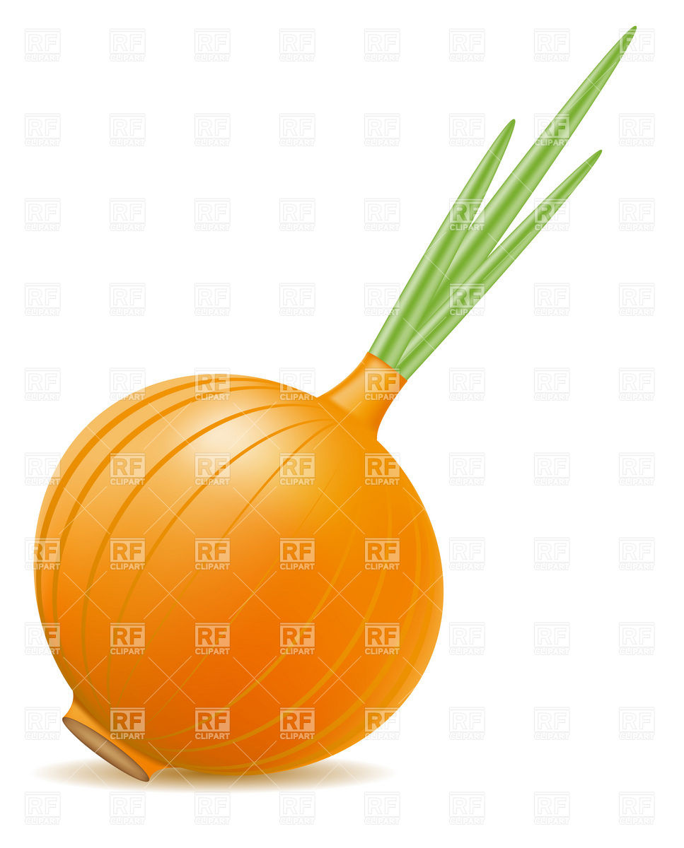 967x1200 Germinated Onion Vector Image Vector Artwork Of Food And