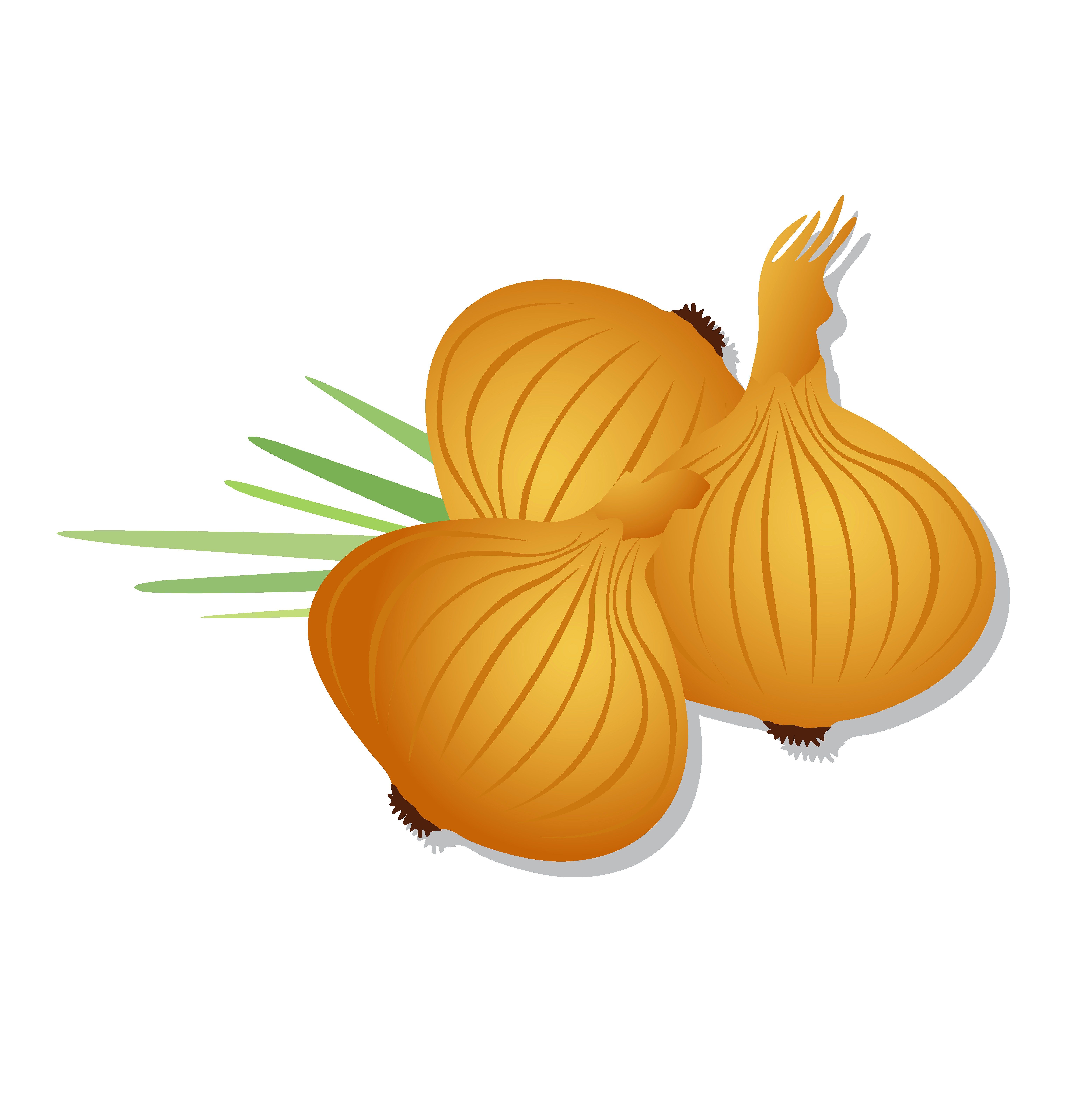 6239x6242 Onion, Vector Onions And Illustrations