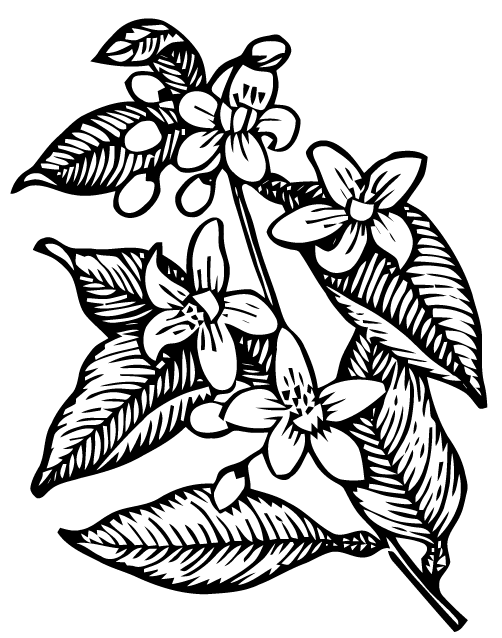 502x638 Free Vector Art Orange Blossoms Images From