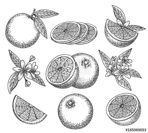 500x450 Hand Drawn Orange. Blossom Citrus Orange Fruit On Branc Vintage