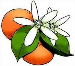 248x218 Orange Blossom Clipart