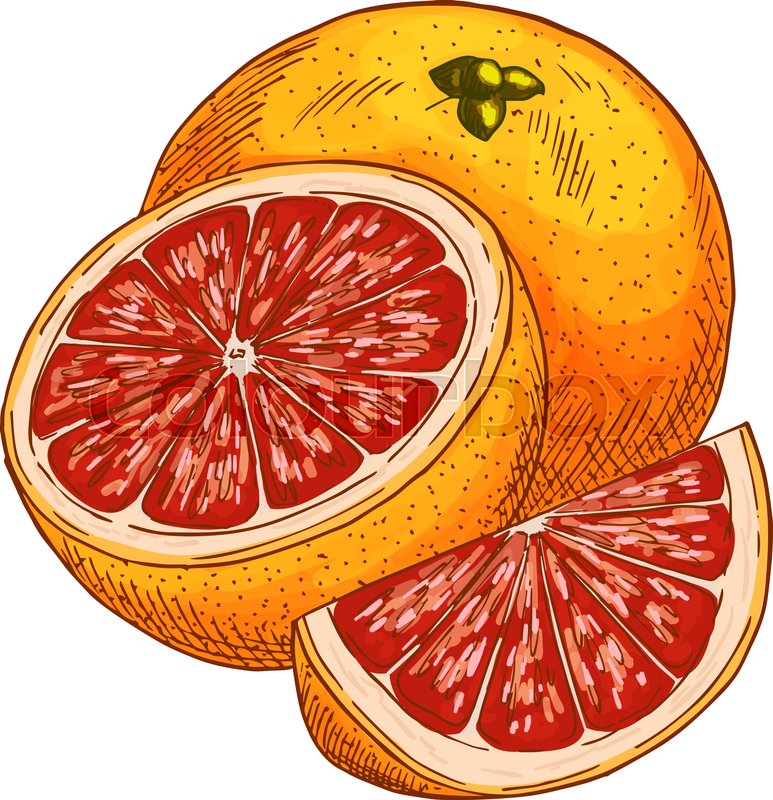 773x800 Red Orange Fruit Sketch. Vector Isolated Icon Of Fresh Whole And