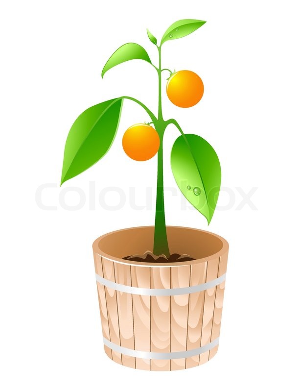 613x800 Orange Tree In A Wooden Tub Isolated On A White Background Stock