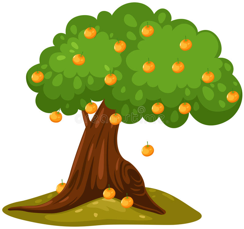 800x750 Orange Tree Clipart Orange Tree Stock Vector Illustration Of Fruit