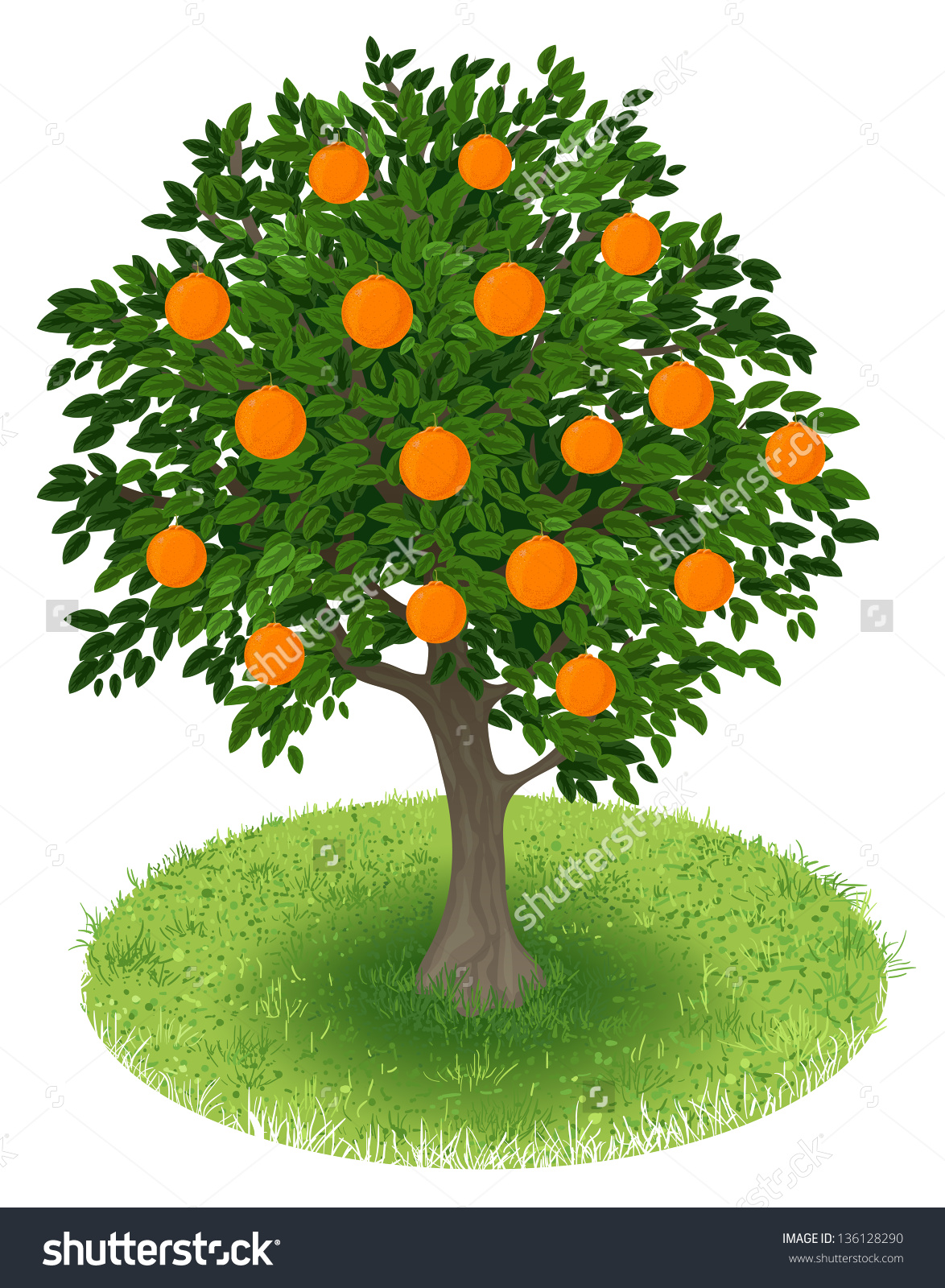 1174x1600 Clipart Orange Tree Clipground