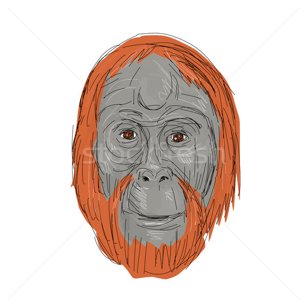 600x600 Orangutan Stock Vectors, Illustrations And Cliparts Stockfresh