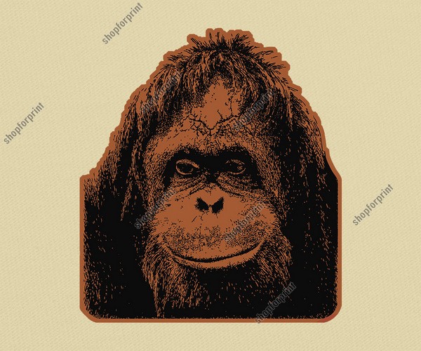 600x500 Orangutan Vector Image