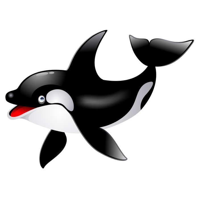 700x700 Killer Whale Cetacean Orca Cetaceo Cartoon