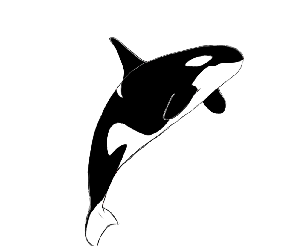 970x822 Orca Clipart Killer Whale Free Collection Download And Share