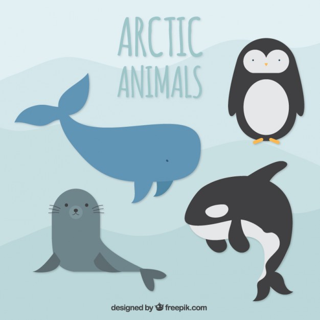626x626 Orca Vectors, Photos And Psd Files Free Download