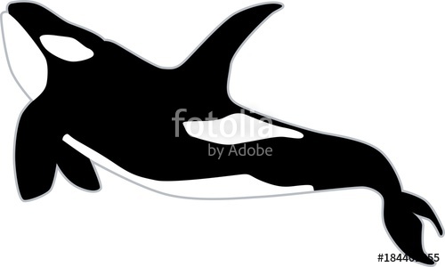 500x300 Orca Vector Illustration Stock Image And Royalty Free Vector