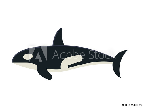 500x375 Cartoon Killer Whale Isolated On White Background. Orca Vector