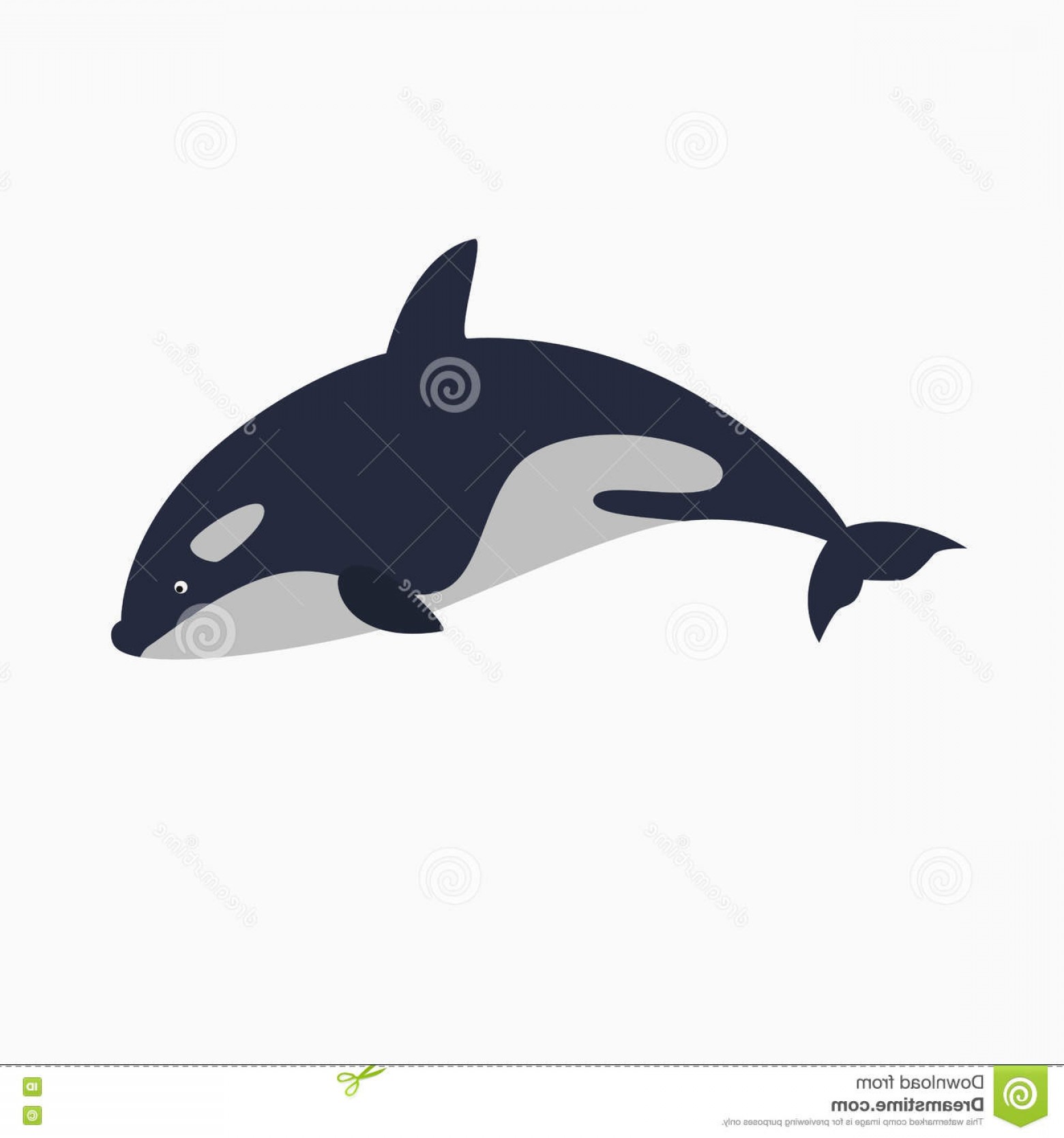 1560x1668 Stock Illustration Orca Killer Whale Vector Illustration Great As
