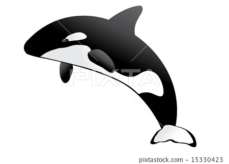 450x322 Killer Whale, Orca, Vector