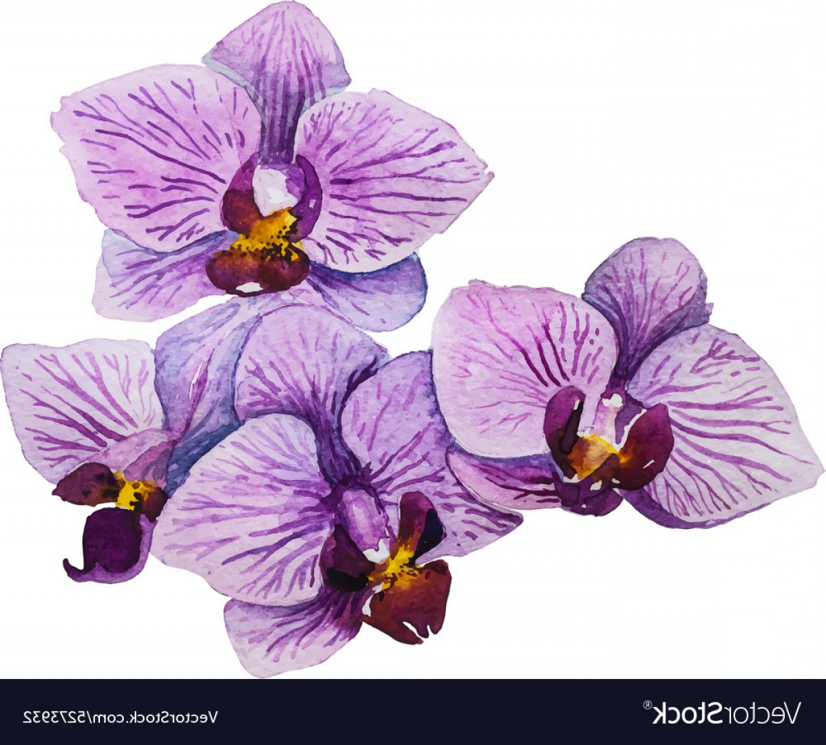 1200x1083 Orchid Flower Watercolor Floral Vector Shopatcloth
