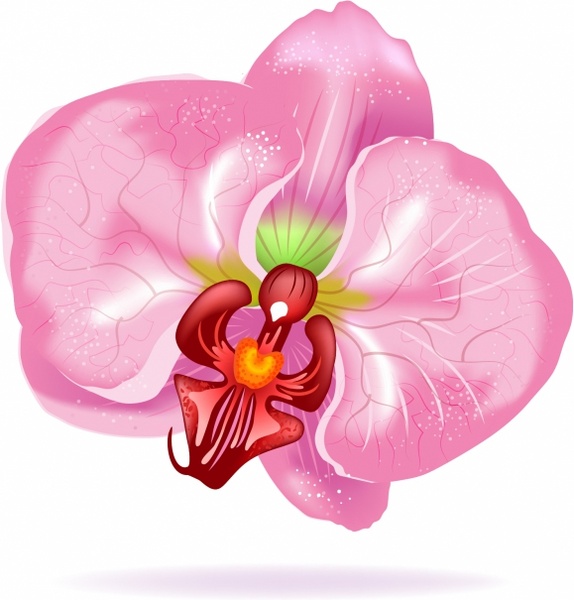 574x600 Orchid Flower Free Vector In Adobe Illustrator Ai ( .ai