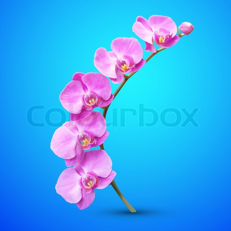 800x800 Orchid Vector Flower Illustration Tropical Exotic Flower Stock