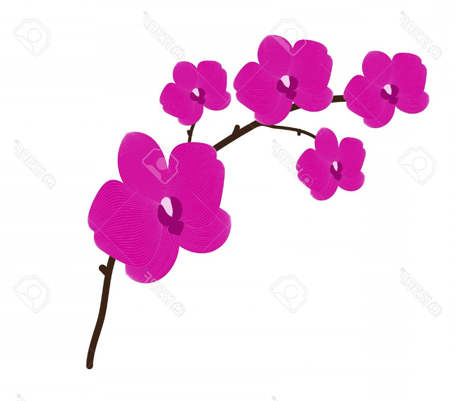 1560x1376 Photobranch Orchid Flower Vector Background For Design Shopatcloth