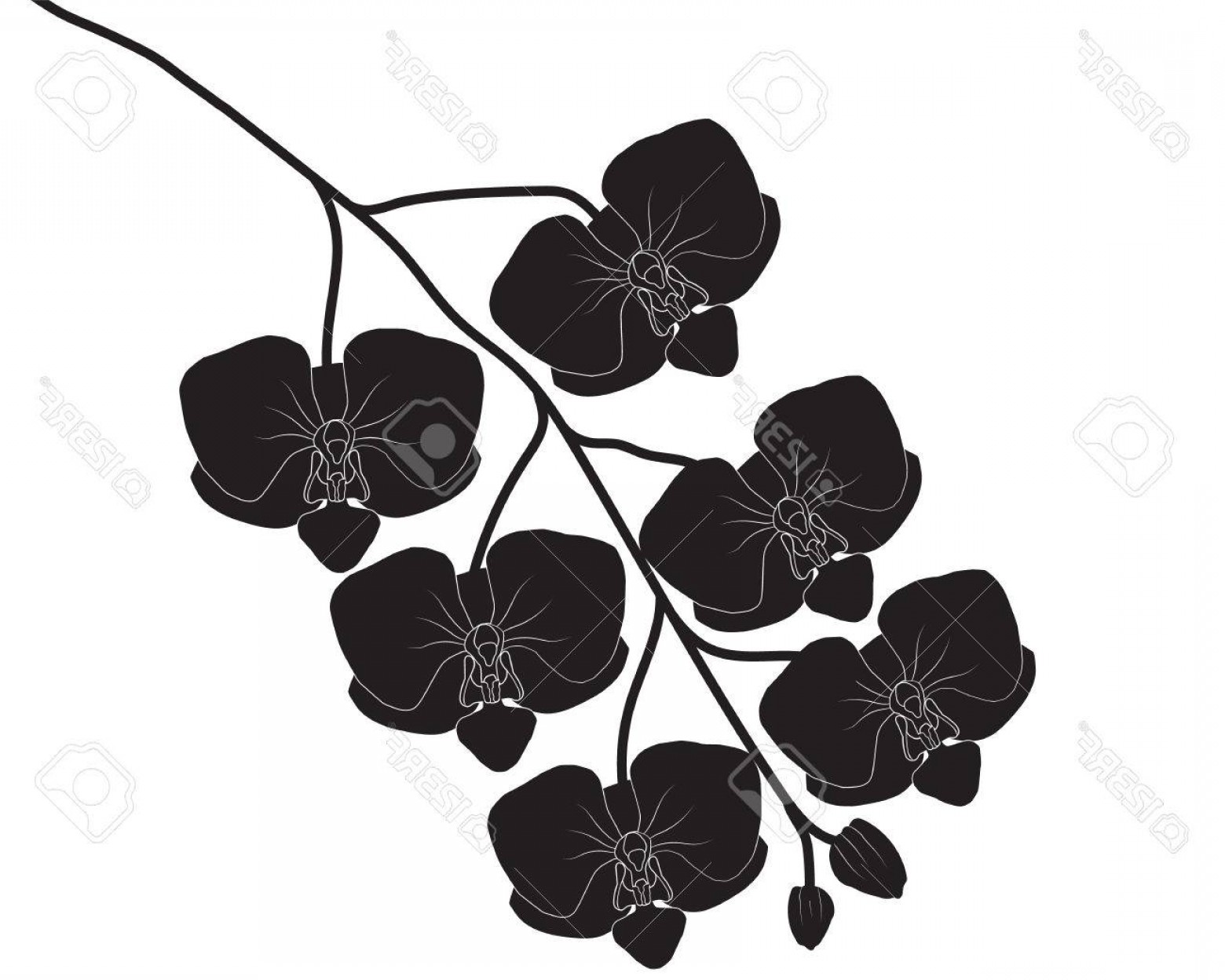 1560x1248 Photostock Vector Silhouette Orchid Flower Vector Illustration