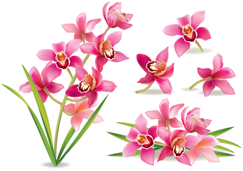 500x353 Pink Orchids Design Vector 01 Free Download